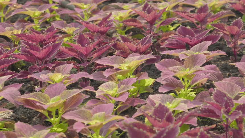 Purple ground covering plants bristle slightly in the breeze