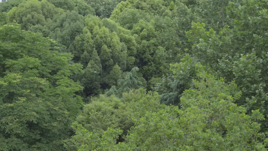 Tall trees tower in the forest