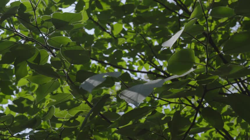 Tree branches are blowing in the wind on a sunny day