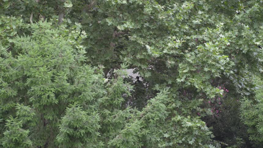 Green leaved trees cover over a walking trail