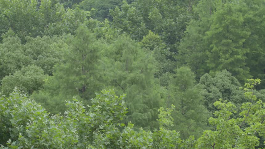 Dense tree covered land