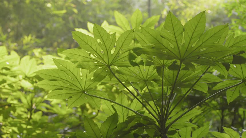 Sunlight is illuminating the leaves of a plant in a jungle
