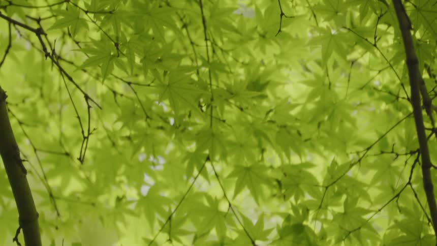 Leaves are blowing in the wind