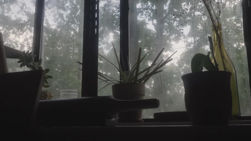 Plants in pots sit on a window sill overlooking trees in the yard