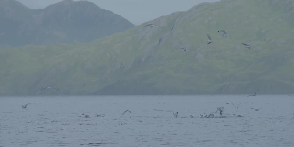 Seagulls fly over the ocean around an island