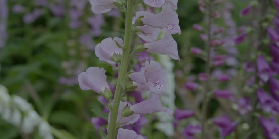 Wind blows through purple flowers in a garden