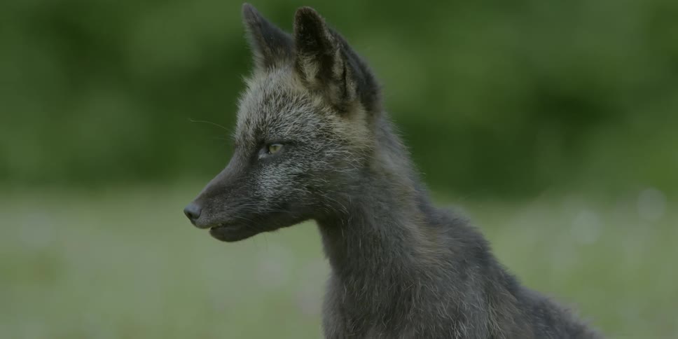 A fox looks around during the day