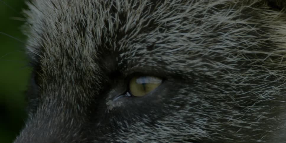 A fox blinks its eyes