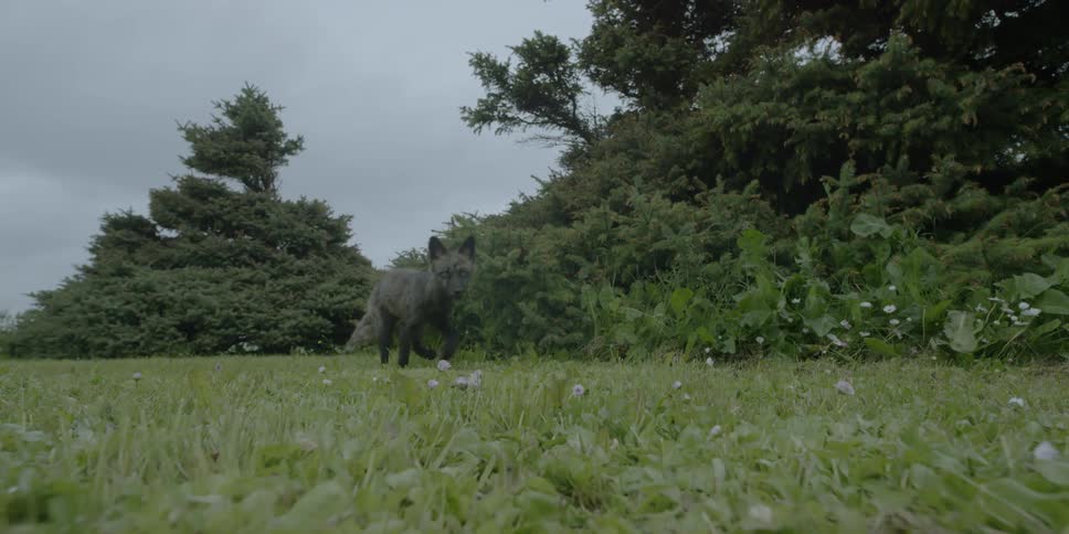 A fox runs through a field