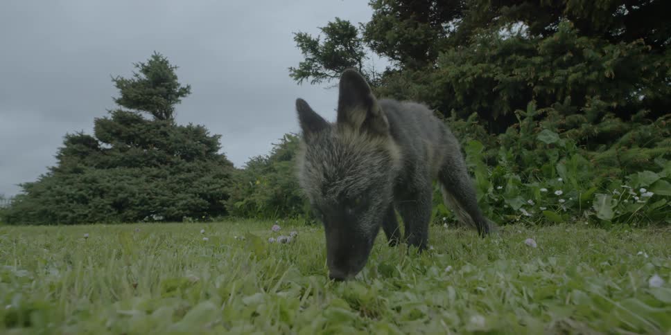 A fox sniffs the ground in a grassy field