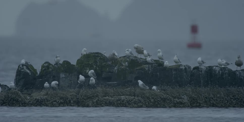 Seagulls rest on a rock surrounded by water