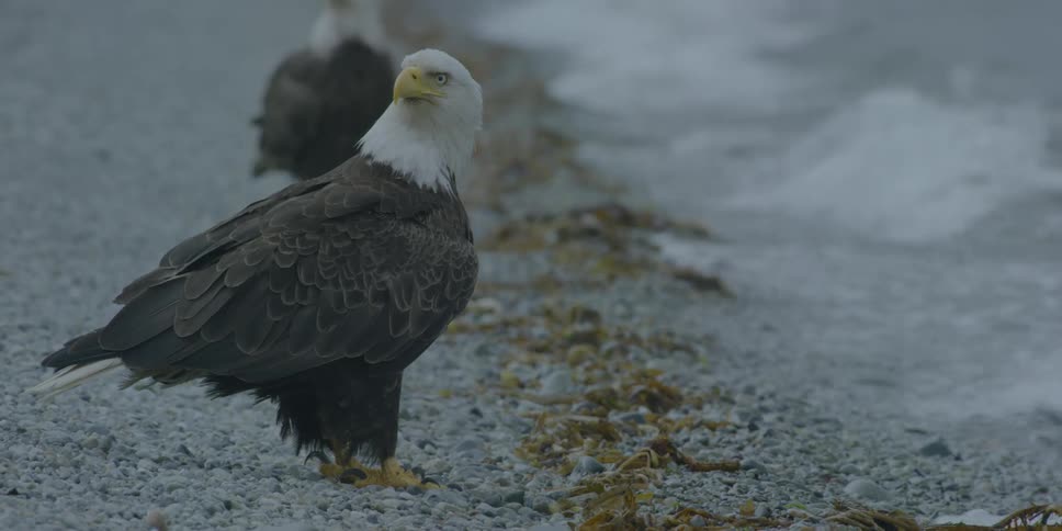 Two bald eagles perch on the ground next to the water