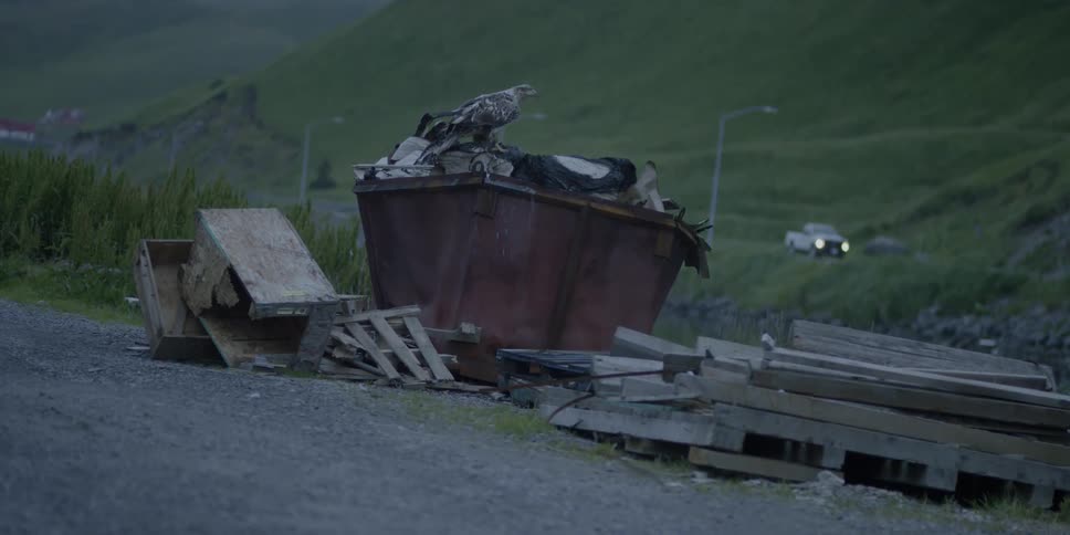 Bird flies onto an overflowing dumpster