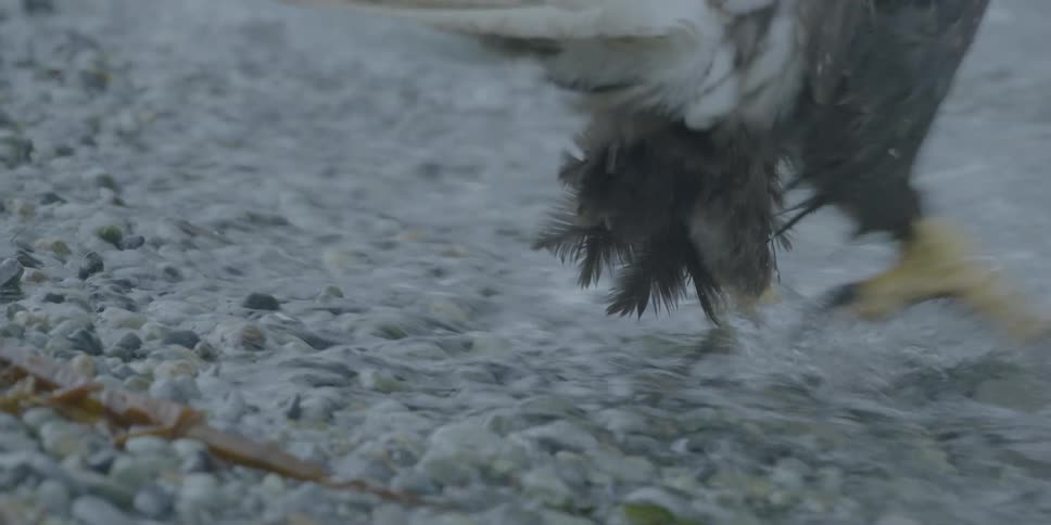 An eagle stands on a gravelly shore as waves roll in