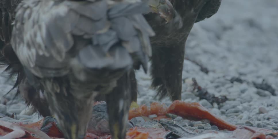 Eagles eat salmon on a beach