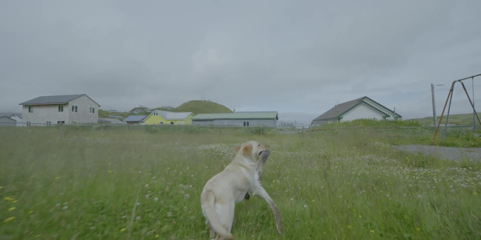 A dog runs through a field with a stick in its mouth