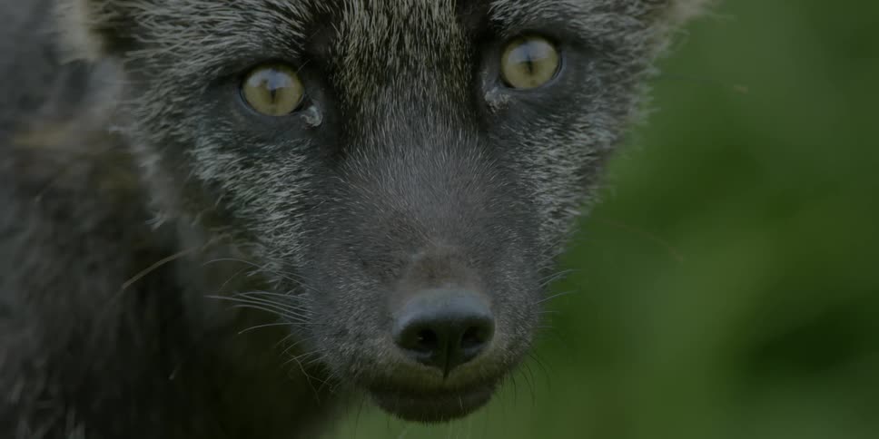 A fox stares intently