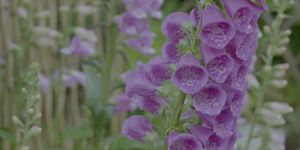 Purple flowers sway in the breeze