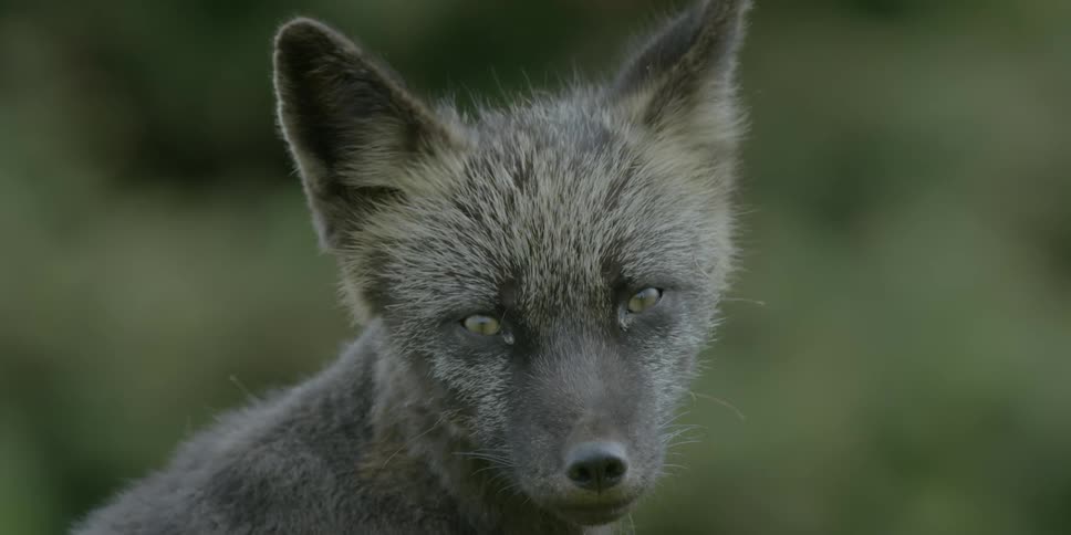 A fox wags its ears outside
