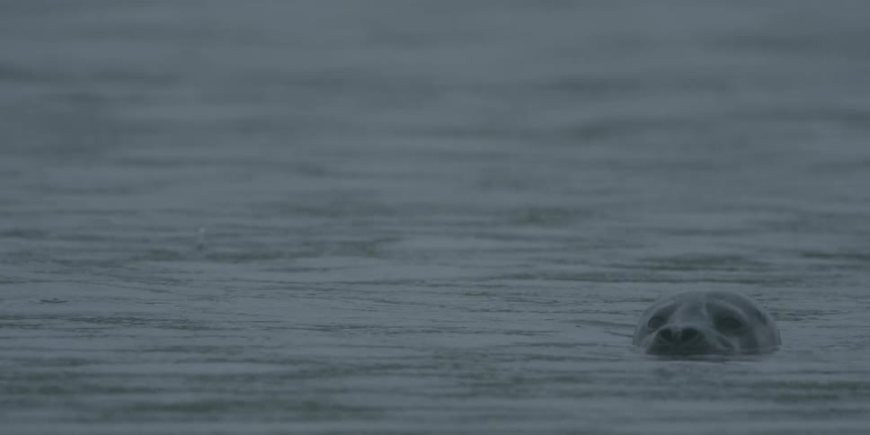 A seal is peering above the water in the ocean during the day