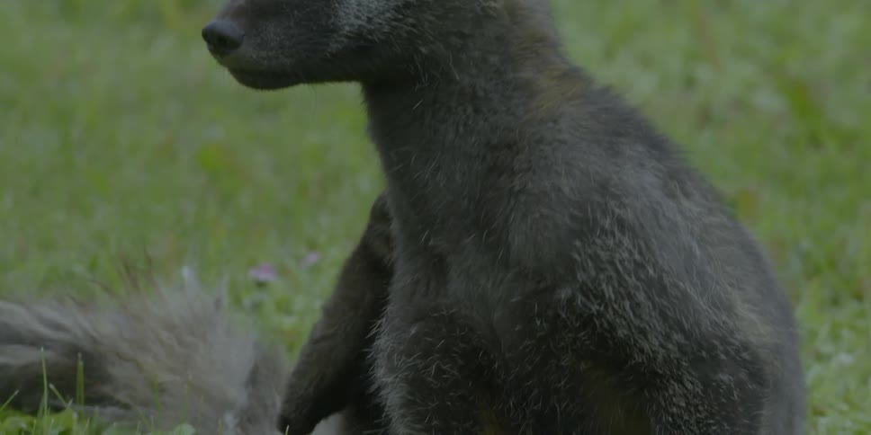 A fox scratches its neck in a grassy field