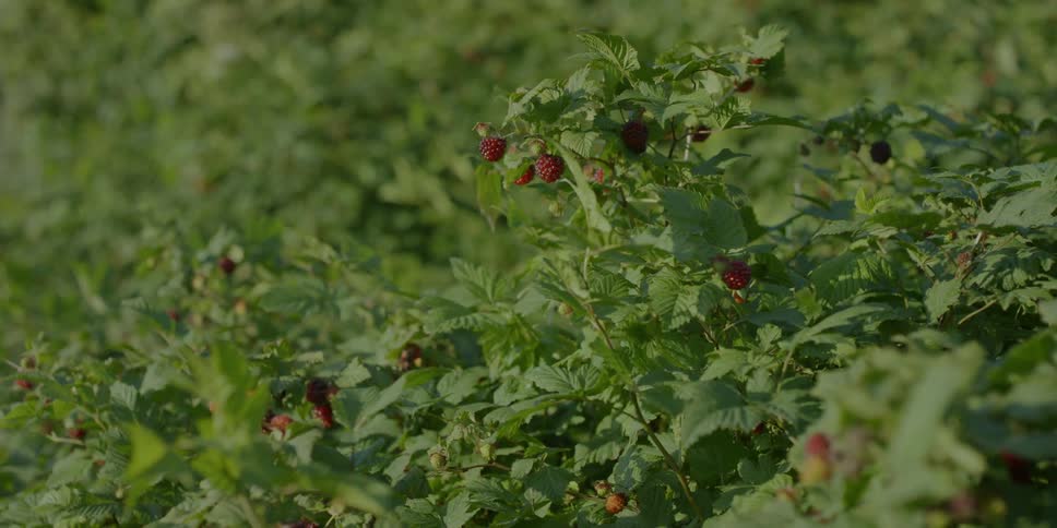 Wind blows through berry bushes
