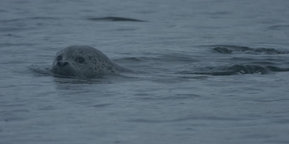 A seal swims in ocean