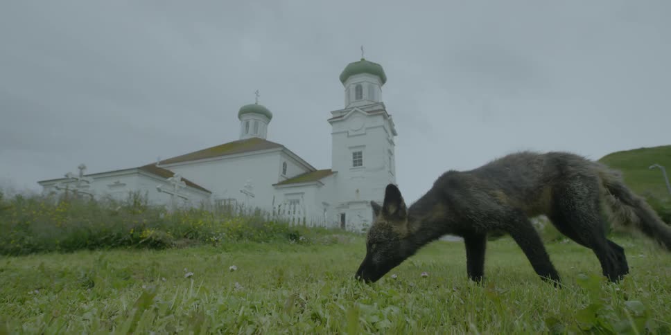 A fox walks on grass near a white church building