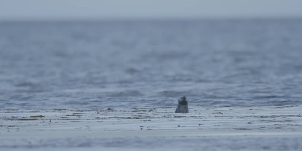 An otter swims in the ocean