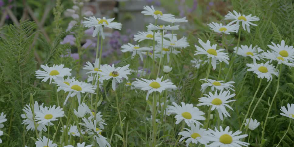 White flowers blow in the wind