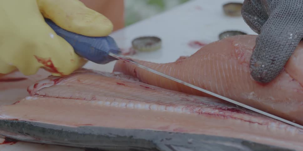 A fisherman cuts open and fillets a salmon