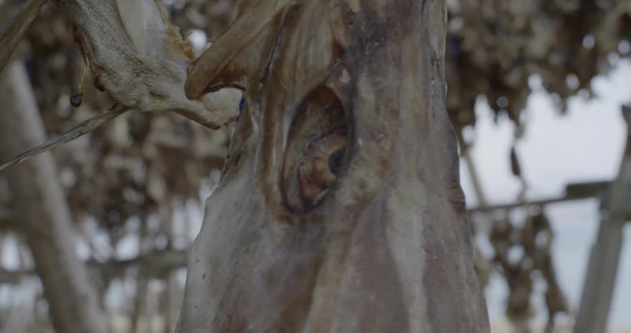 Rotten fish are hanging