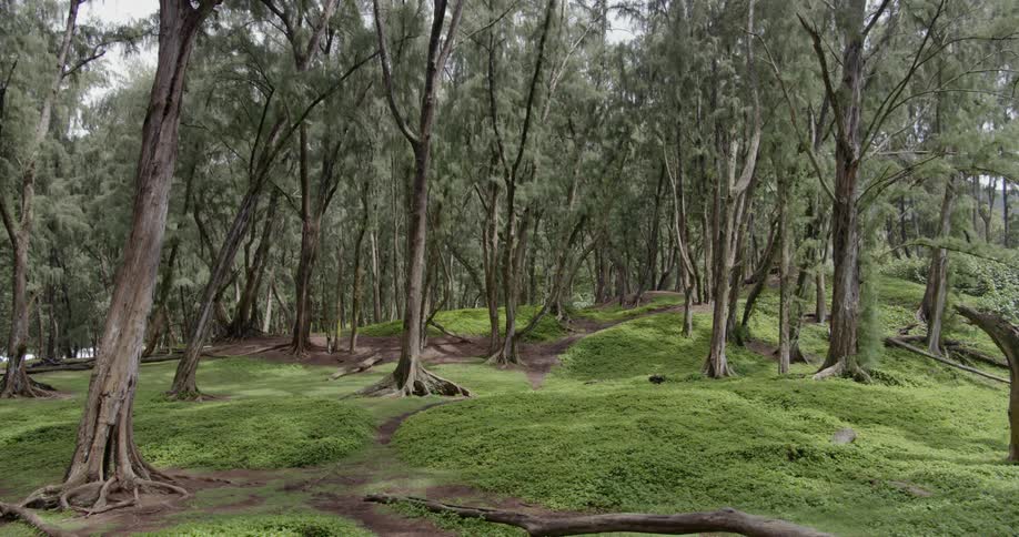 Trees on grassy hill land