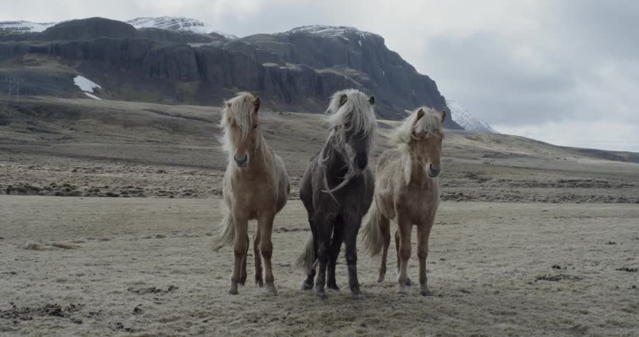 The wind blows through horses with long hair