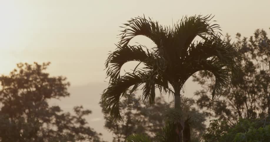 Palm tree fronds hang from a palm tree