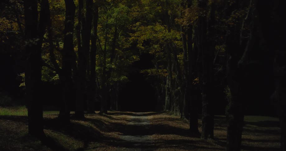 The woods slowly become dark
