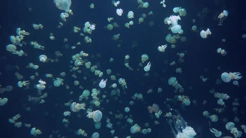 Jellyfish swimming
