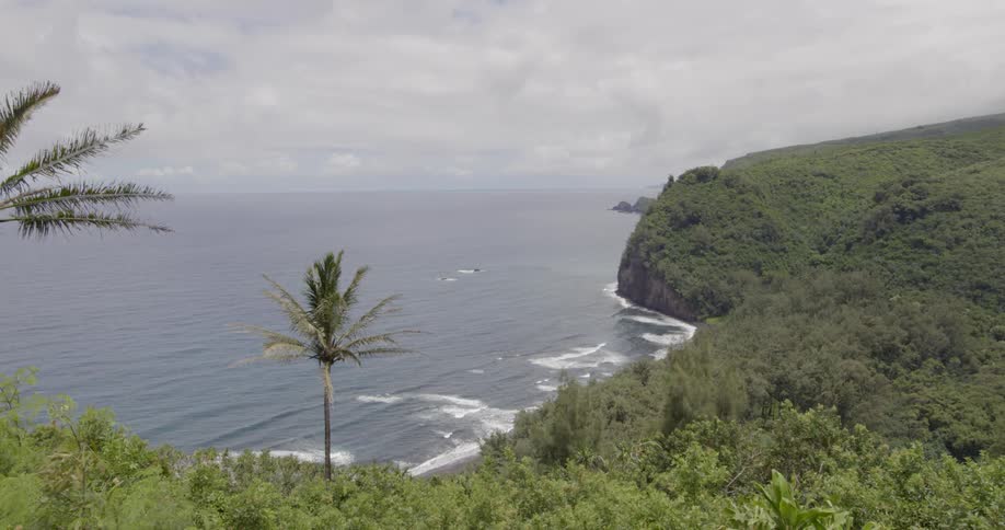 Palm trees wave in the wind next to the ocean