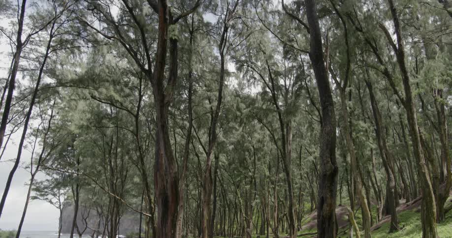 Tall trees tower into the air by the shore