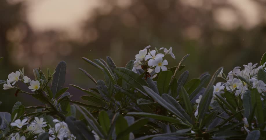 The bushes are lined with white and yellow flowers