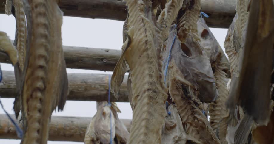 Fish are tied to drying rack
