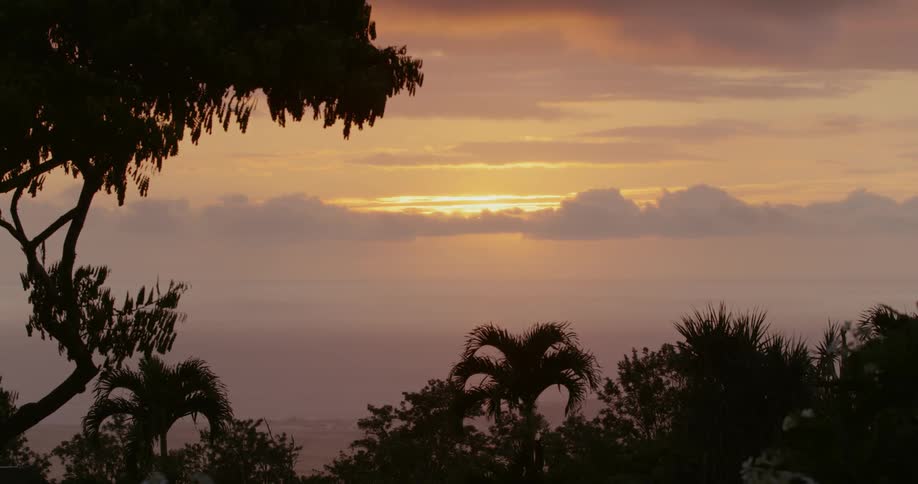 Tropical trees blow in the breeze while the sun sets