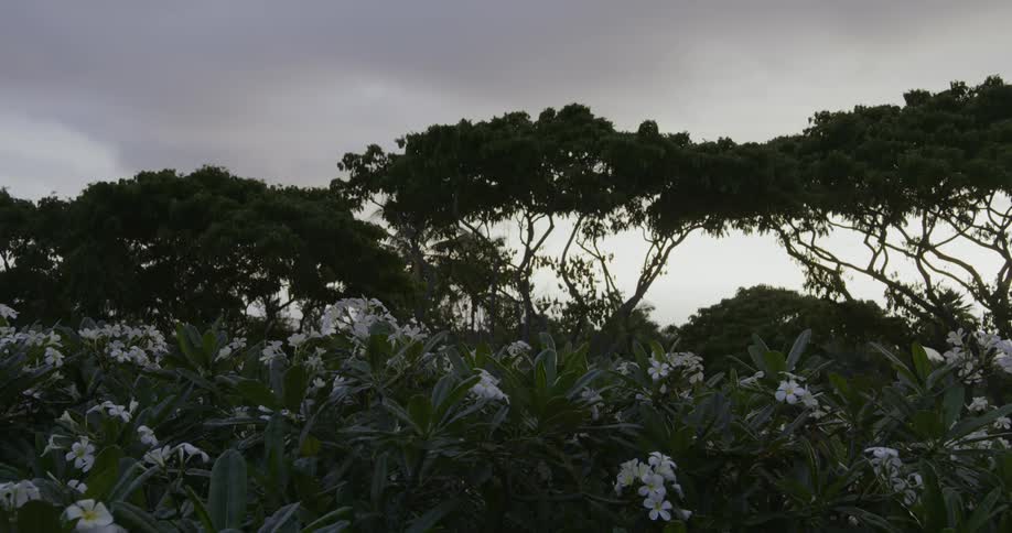 Flowers are blooming on plants under a cloudy dusk sky