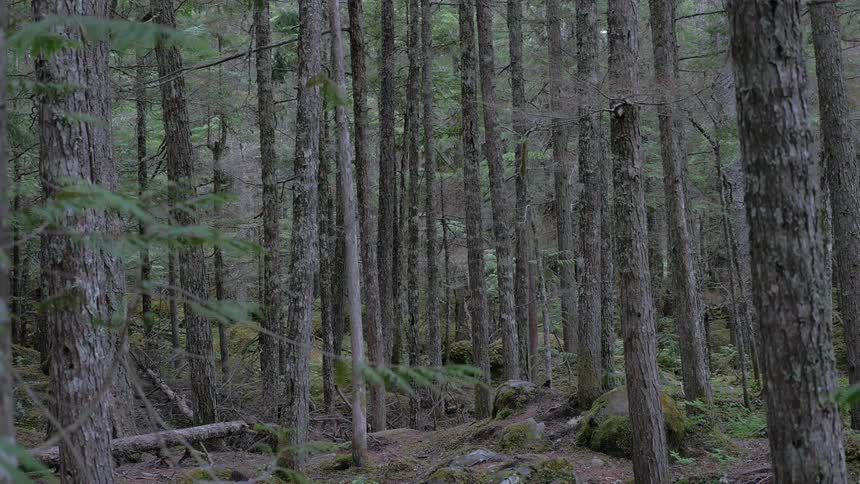 Lots of thin trees stand in a dense forest