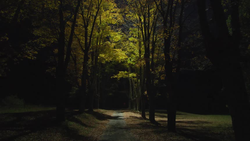 A light is flying over a forest of trees at night