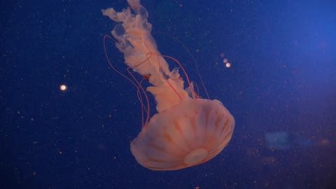 A jellyfish descends into the water
