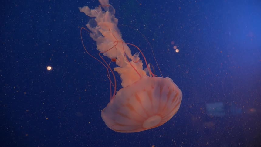 A jellyfish descends into the water