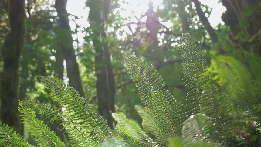 The wind blows the branches and grass in the forest