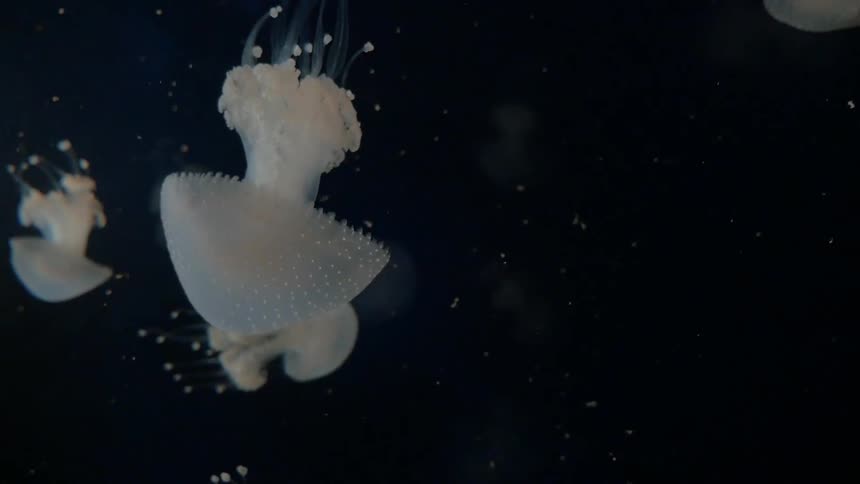 Jelly fish swimming