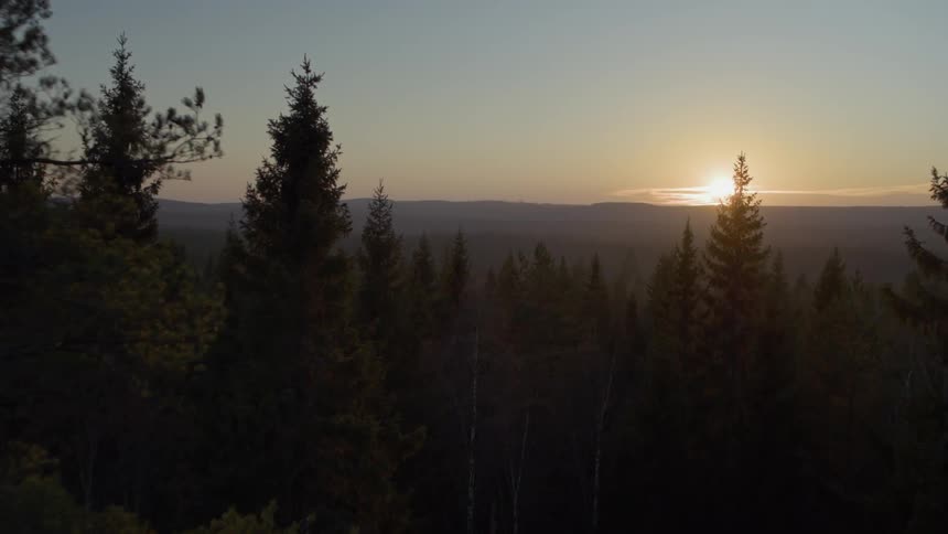 A drone is flying between the trees of a forest at dusk